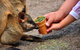Blue Mountains Highlights, Wildlife Park And Scenic World Full Day Private Tour - thumb 3