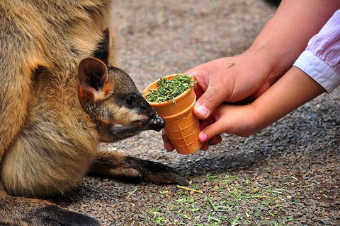 Blue Mountains Highlights, Wildlife Park And Scenic World Full Day Private Tour - Accommodation Burleigh 3