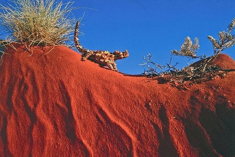 Alice Springs, Uluru Ayers Rock & Kings Canyon 8 Days Touring Package - Accommodation Burleigh 4