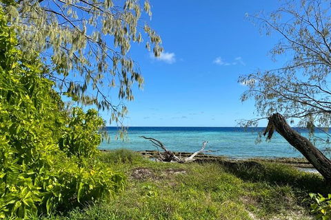 Lady Musgrave Day Trip From Bundaberg Including Snorkeling, Glass Bottom Tour And Guided Island Walk - Accommodation Burleigh 6