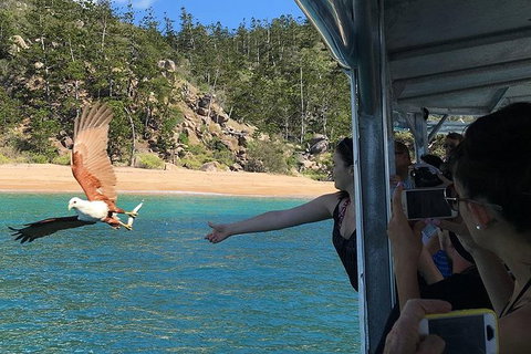 Aquascene Magnetic Island Discovery Tour - Accommodation Burleigh 2