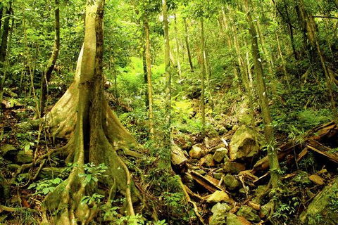 Cairns 4WD Waterfall And Rainforest Tour Including Kuranda Scenic Railway - Accommodation Burleigh 8