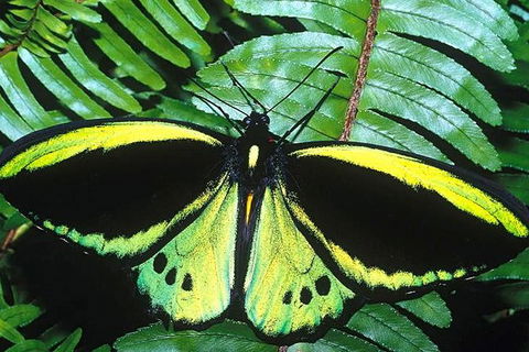 Cairns 4WD Waterfall And Rainforest Tour Including Kuranda Scenic Railway - Accommodation Burleigh 1