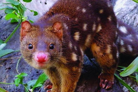 Hartley\'s Crocodile Adventures Entry Ticket And Breakfast With The Koalas - Accommodation Burleigh 6