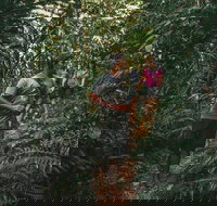 Cultural Tour - Full Day - Accommodation Burleigh