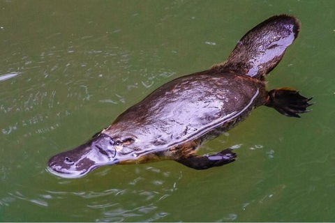 Reef, Wildlife & Rainforest - Reef & Beyond Guided Holidays - Accommodation Burleigh 7