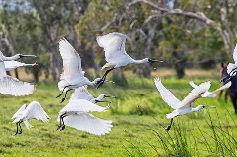 Reef, Wildlife & Rainforest - Reef & Beyond Guided Holidays - Accommodation Burleigh 1