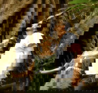 Daintree and Cape Tribulation Full Day Guided Tour - Accommodation Burleigh