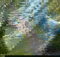 The adventure begins at Hartley's the best crocodile show in Australia - Accommodation Burleigh