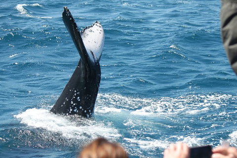 Half-Day Whale Watching In Urangan - Accommodation Burleigh 2