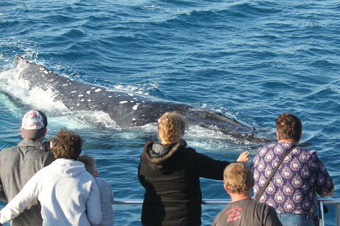 Half-Day Whale Watching In Urangan - Accommodation Burleigh 5