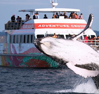 Half-Day Whale Watching in Urangan - Accommodation Burleigh