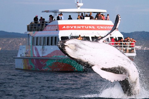 Half-Day Whale Watching In Urangan - Accommodation Burleigh 0