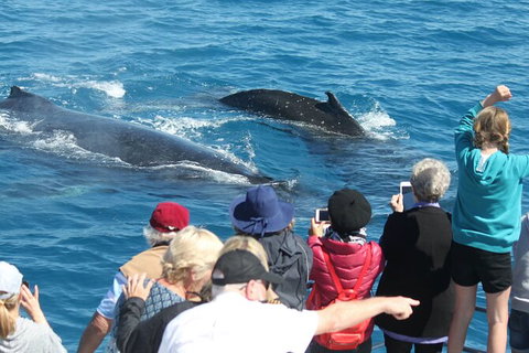 Half-Day Whale Watching In Urangan - Accommodation Burleigh 4