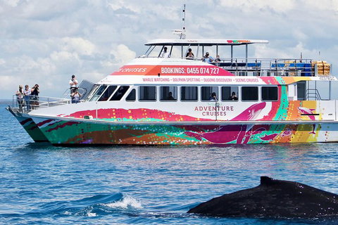 Half-Day Whale Watching In Urangan - Accommodation Burleigh 1