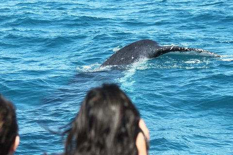 Half-Day Whale Watching In Urangan - Accommodation Burleigh 7