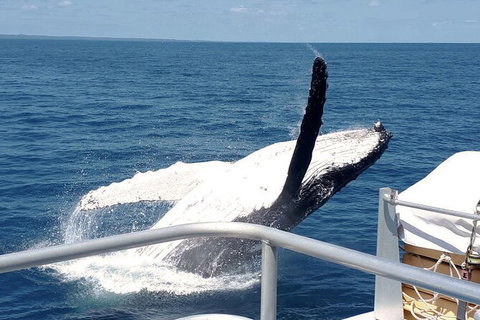 Half-Day Whale Watching In Urangan - Accommodation Burleigh 3