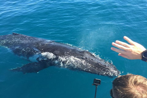 Half-Day Whale Watching In Urangan - Accommodation Burleigh 6