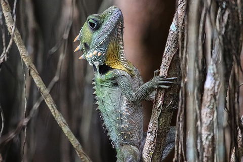 Mossman Gorge Adventure Day - Accommodation Burleigh 3