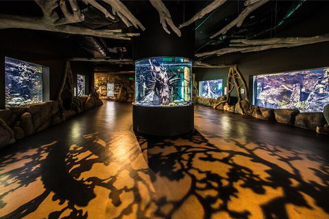 Cairns Aquarium Tour By Twilight With Drink And Appetiser - Accommodation Burleigh 4