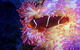 Cairns Aquarium Tour By Twilight With Drink And Appetiser - thumb 2