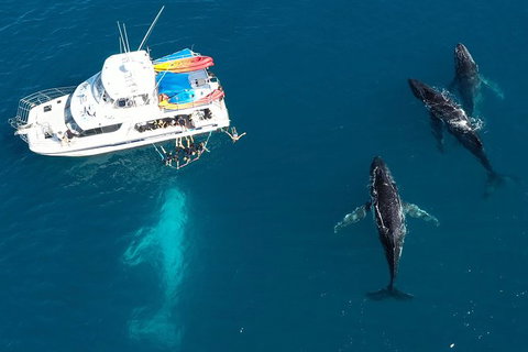Remote Fraser Island & Whale Experience - Accommodation Burleigh 3