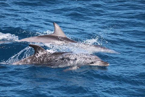 Sandy Straits Scenic & Wildlife Cruise - Accommodation Burleigh 1