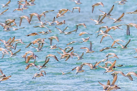 Sandy Straits Scenic & Wildlife Cruise - Accommodation Burleigh 4