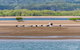 Sandy Straits Scenic & Wildlife Cruise - thumb 3