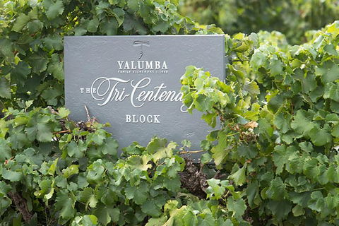 Yalumba Nursery & Grenache Discovery Tour + Platter Lunch - Accommodation Burleigh 0