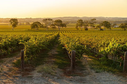 Yalumba Signature Tour - Accommodation Burleigh 5