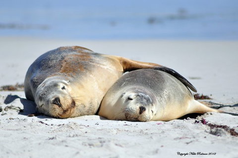 NEW TOUR - Kangaroo Island Road To Recovery Tour (1 Day/1 Night) - Accommodation Burleigh 3