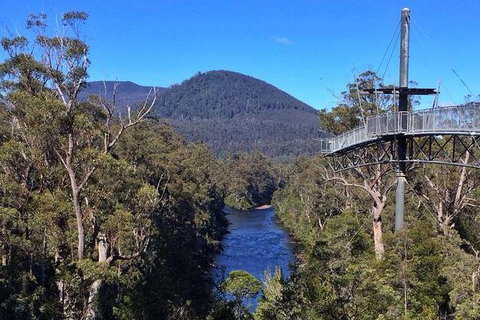 Tahune Airwalk Active Day Trip From Hobart Including Hastings Caves - Accommodation Burleigh 6