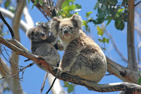 LGBT+ Friendly 12-Hour Great Ocean Road Private Tour - Accommodation Burleigh 8