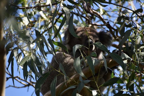 Great Ocean Road Tour Plus Koalas, Forest Walk And Morning Tea. - Accommodation Burleigh 6
