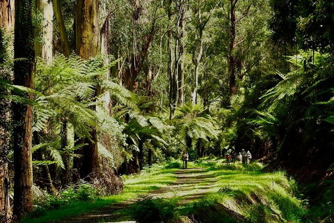 Aqueduct And Rail Trail Self-Guided Bike Tour In Warburton - Accommodation Burleigh 1