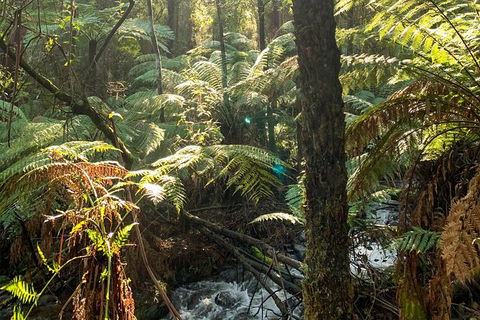Hiking Tour To Aqueduct And Warburton Valley Lookout - Accommodation Burleigh 3