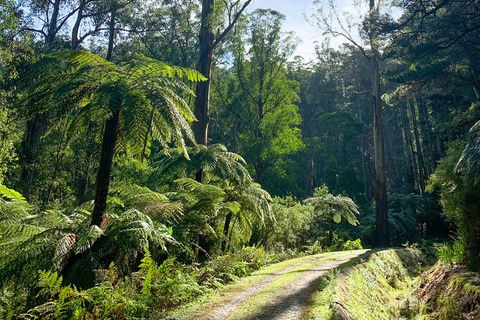 Hiking Tour To Aqueduct And Warburton Valley Lookout - Accommodation Burleigh 1