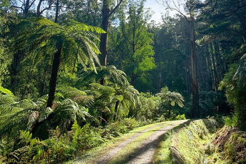 Half-Day Biking Activity From Aqueduct To California Redwoods - Accommodation Burleigh 1