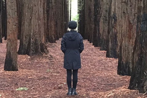 Half-Day Biking Activity From Aqueduct To California Redwoods - Accommodation Burleigh 0
