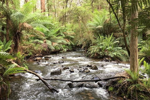 Half-Day Biking Activity From Aqueduct To California Redwoods - Accommodation Burleigh 3
