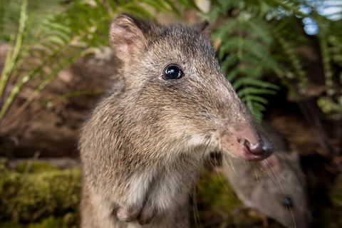Walk With Wildlife: Guided Tour In Great Ocean Road - Accommodation Burleigh 1