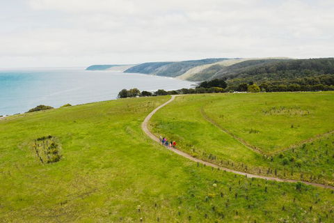 Walk With Wildlife: Guided Tour In Great Ocean Road - Accommodation Burleigh 3