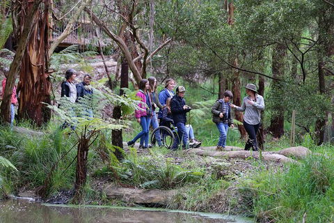 Walk With Wildlife: Guided Tour In Great Ocean Road - Accommodation Burleigh 4