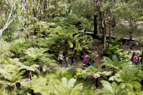 Walk With Wildlife: Guided Tour In Great Ocean Road - Accommodation Burleigh 6
