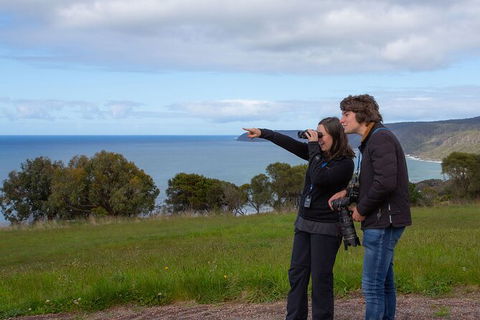 Walk With Wildlife: Guided Tour In Great Ocean Road - Accommodation Burleigh 5