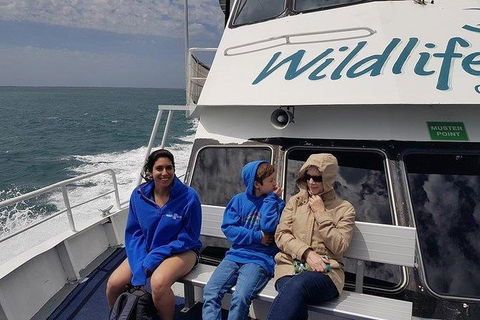 Phillip Island Penguin And Wildlife Tour - Accommodation Burleigh 15