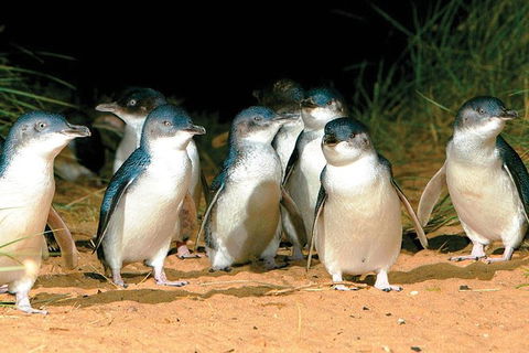 Phillip Island Penguin And Wildlife Tour - Accommodation Burleigh 0