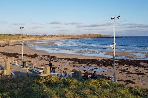 Phillip Island Penguin And Wildlife Tour - Accommodation Burleigh 8