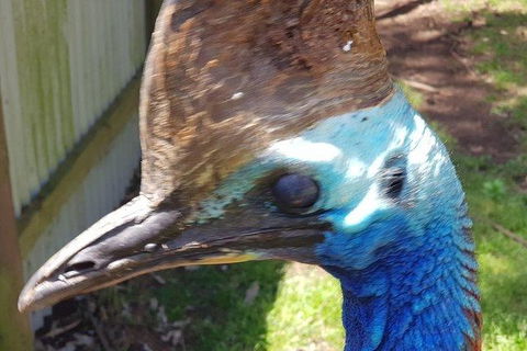 Phillip Island Penguin And Wildlife Tour - Accommodation Burleigh 19